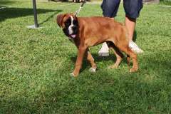 Les Belles Truffes - Bulldog Continental - Boxers - Expositions 2021 - Eymeux - REGIONALE ELEVAGE