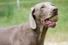 Les Belles Truffes - Braque de Weimar - Femelle - Poppy