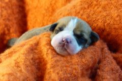 SUZETTE DES BELLES TRUFFES