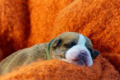 SUZETTE DES BELLES TRUFFES