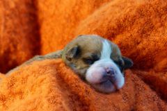 SUZETTE DES BELLES TRUFFES