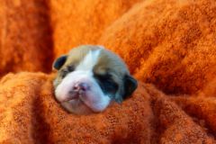 SUZETTE DES BELLES TRUFFES