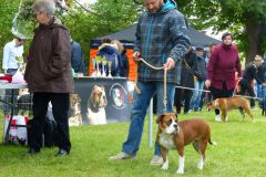 Les Belles Truffes - Bulldog Continental - Expositions 2019