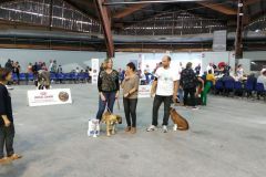 Les Belles Truffes - Bulldog Continental - Expositions 2019