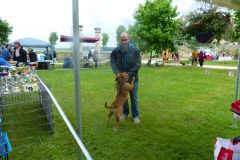 Les Belles Truffes - Bulldog Continental - Expositions 2019