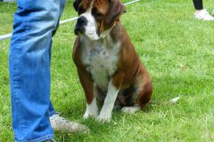 Les Belles Truffes - Bulldog Continental - Expositions 2019