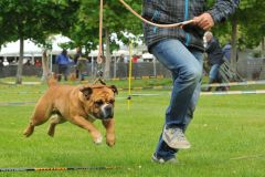 Les Belles Truffes - Bulldog Continental - Expositions 2019