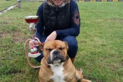 Les Belles Truffes - Bulldog Continental - Expositions 2019