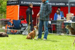 Les Belles Truffes - Bulldog Continental - Expositions 2019