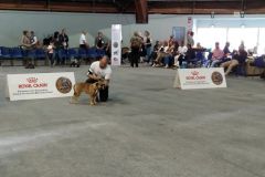 Les Belles Truffes - Bulldog Continental - Expositions 2019