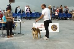 Les Belles Truffes - Bulldog Continental - Expositions 2019