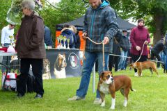 Les Belles Truffes - Bulldog Continental - Expositions 2019