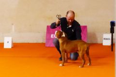 Les Belles Truffes - Bulldog Continental - Expositions 2020