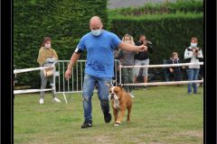 Les Belles Truffes - Bulldog Continental - Expositions 2020