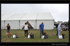 Les Belles Truffes - Bulldog Continental - Expositions 2020