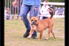 Les Belles Truffes - Bulldog Continental - Expositions 2020