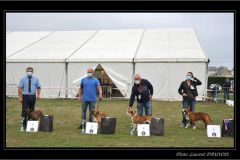 Les Belles Truffes - Bulldog Continental - Expositions 2020