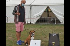 Les Belles Truffes - Bulldog Continental - Expositions 2020