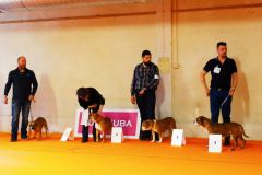 Les Belles Truffes - Bulldog Continental - Expositions 2020