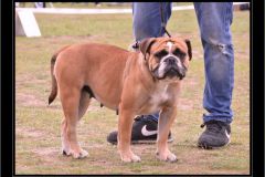 Les Belles Truffes - Bulldog Continental - Expositions 2020