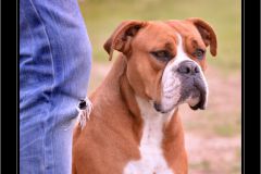 Les Belles Truffes - Bulldog Continental - Expositions 2020