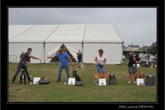 Les Belles Truffes - Bulldog Continental - Expositions 2020