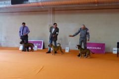 Les Belles Truffes - Bulldog Continental - Expositions 2020