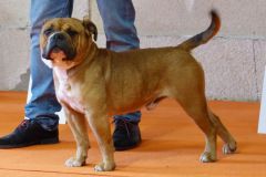 Les Belles Truffes - Bulldog Continental - Expositions 2020