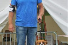 Les Belles Truffes - Bulldog Continental - Expositions 2020