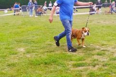 Les Belles Truffes - Bulldog Continental - Expositions 2020