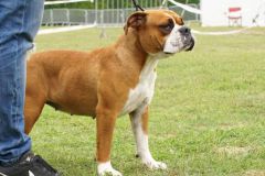 Les Belles Truffes - Bulldog Continental - Expositions 2020