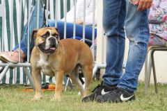 Les Belles Truffes - Bulldog Continental - Expositions 2020