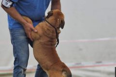 Les Belles Truffes - Bulldog Continental - Expositions 2020