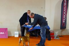 Les Belles Truffes - Bulldog Continental - Expositions 2020