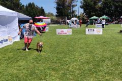 Les Belles Truffes - Bulldog Continental - Expositions 2021