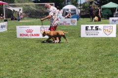 Les Belles Truffes - Bulldog Continental - Expositions 2021