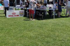 Les Belles Truffes - Bulldog Continental - Expositions 2021