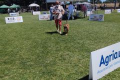 Les Belles Truffes - Bulldog Continental - Expositions 2021