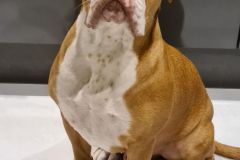 Pacha des Belles Truffes