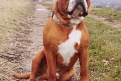 Paco des Belles Truffes