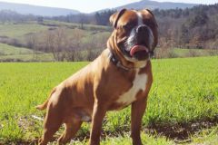 Paco des Belles Truffes