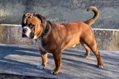 Paquito des Belles Truffes