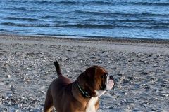 Paquito des Belles Truffes