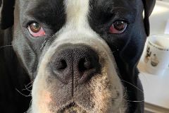 Persifleur des Belles Truffes