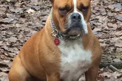 Pink Lady des Belles Truffes