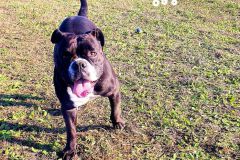 Pitchoune des Belles Truffes