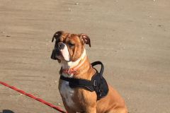 Powerstorm des Belles Truffes