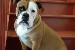 Raffut des Belles Truffes