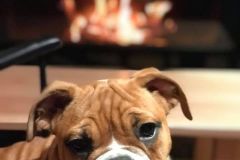 Ramses des Belles Truffes