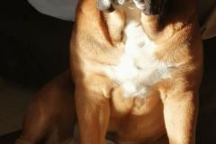 Ranger des Belles Truffes